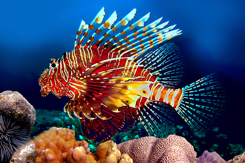 lionfish habitat